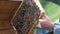 Beekeeper holding honeycomb with a swarm of bees.