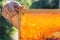 Beekeeper holding natural honeycomb full with honey and pollen.