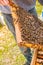 beekeeper holds frame with sealed brood. man in protective suit works on apiary. Occupation in quarantine beekeeping and