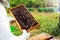 The beekeeper holds a honey cell with bees in his hands.