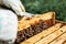 The beekeeper holds a honey cell with bees in his hands. Beekeeper inspecting honeycomb frame at apiary.