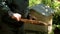 The beekeeper holds a honey frame with bees in hands. Beekeeper at work, removing excess honeycombs