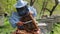 The beekeeper holds a honey frame with bees in hands and cuts bad bees brood. Beekeeper at work, removing excess