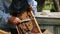 The beekeeper holds a honey frame with bees in hands and cuts bad bees brood. Beekeeper at work, removing excess