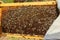 Beekeeper holds a honeycomb with bees in his hands