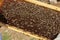 Beekeeper holds a honeycomb with bees in his hands