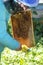 Beekeeper holds a honeycomb with bees and honey with his hands and shakes the bees while swinging the honey on a blurred