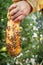 The beekeeper holds a piece of beeswax with honey and bees