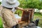 Beekeeper inspecting a beehive