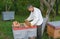 Beekeeper inspecting the beehive