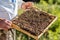 Beekeeper inspecting honeycomb frame at apiary. Beekeeping concept