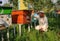 Beekeeper inspects the apiary hive of bees