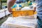 beekeeper inspects frame with queen cells on apiary in evening in rays of setting sun. beekeeper shares frames in hive