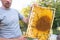 beekeeper inspects frame with queen cells on apiary in evening in rays of setting sun. beekeeper shares frames in hive with hive