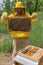 Beekeeper inspects a honeycomb frame in an apiary