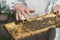 A beekeeper inspects a honeycomb. The period of formation of the new bee colony