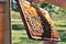 Beekeeper keeps frame with honeycomb and bees above opened beehive