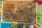 The beekeeper keeps a frame with larvae of bees . Honeycombs are developing larvae of bees future generation of