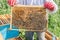 The beekeeper keeps a frame with larvae of bees . Honeycombs are developing larvae of bees future generation of beneficial insects