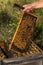 Beekeeper keeps fully honeycomb of honey