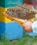 The beekeeper keeps in hand a frame with honeycombs and bees