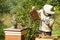 The beekeeper looks at the beehive. Honey collection and bee control.