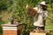 The beekeeper looks at the beehive. Honey collection and bee control.