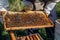 The beekeeper looks after bees, honeycombs full of honey, in a protective beekeeper`s suit at apiary. Pure natural