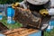 The beekeeper looks after bees, honeycombs full of honey, in a protective beekeeper`s suit at apiary. Pure natural