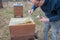 Beekeeper looks after his bee colony by lifting a plastic cover