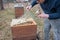 Beekeeper looks after his bee colony by lifting a plastic cover