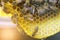 A beekeeper looks at a nesting frame made of a nucleus - a special hive.