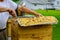 Beekeeper opens the hive to inspect the life of the bee family