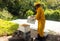 a beekeeper performing a bee-hive split at an apiary in the Caribbean