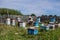 Beekeeper in protection suit inspecting his row of beehives at apiary with bees swarming around him