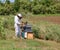 Beekeeper with protective suit harvesting honey and many hives