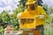 Beekeeper in protective wear raises a honeycomb frame from a hive