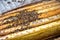 beekeeper pushes frame of chisel. Man supervises production of honey in bee. Visible wooden bee frames. Frames are