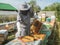 Beekeeper removing honeycomb from beehive. Person in beekeeper suit taking honey from hive. Farmer wearing bee suit