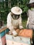 Beekeeper removing honeycomb from beehive. Person in beekeeper suit taking honey from hive. Farmer wearing bee suit