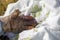 Beekeeper`s leather glove in honey lies on a clean surface outside with bees. Download honey. Apitherapy