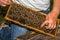 Beekeeper shows blue labeled bee queen