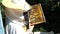 A beekeeper in a special suit looks at a frame with honeycombs for bees in the garden in summer