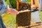 beekeeper swipes bees from frame, uniting bee family and puts frame with queen cells in apiary. Beekeeping. Beekeeper