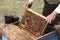 The beekeeper takes the honeycomb from the hive. Honeycombs with fresh honey in the apiary. Frame with honey closeup. Harvesting