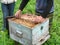 The beekeeper takes out the cell from the wooden hive