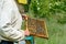 The beekeeper takes out from the hive honeycomb with bees. Apiculture.