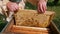 Beekeeper takes out and holding cell with honeycombs full of bees from beehive