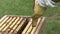 The beekeeper takes out wooden combs from the hive and inserts them back, bees crawl, swarm and fly,