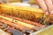 Beekeeper taking frame from hive at apiary, closeup. Harvesting honey